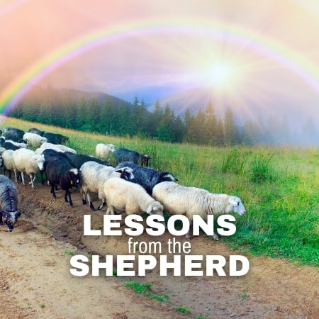 Featured image for “Lessons from the Shepherd”