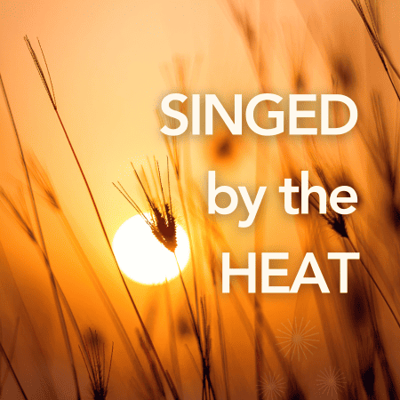 Singed by the Heat