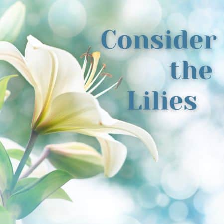 Consider the Lilies